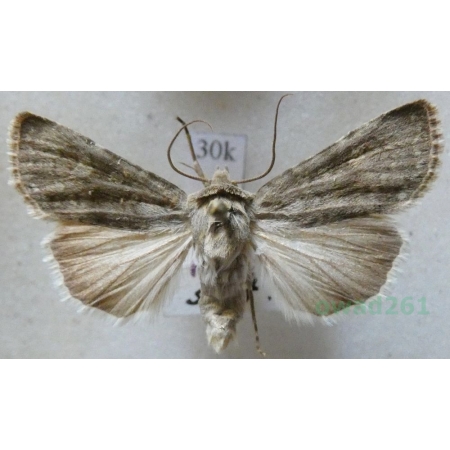 Euxoa decora (Denis & Schiffermüller, 1775) Poland30k